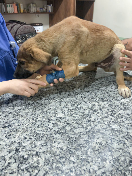 伤心受伤的小狗在兽医用绷带包扎它们的爪子图片下载