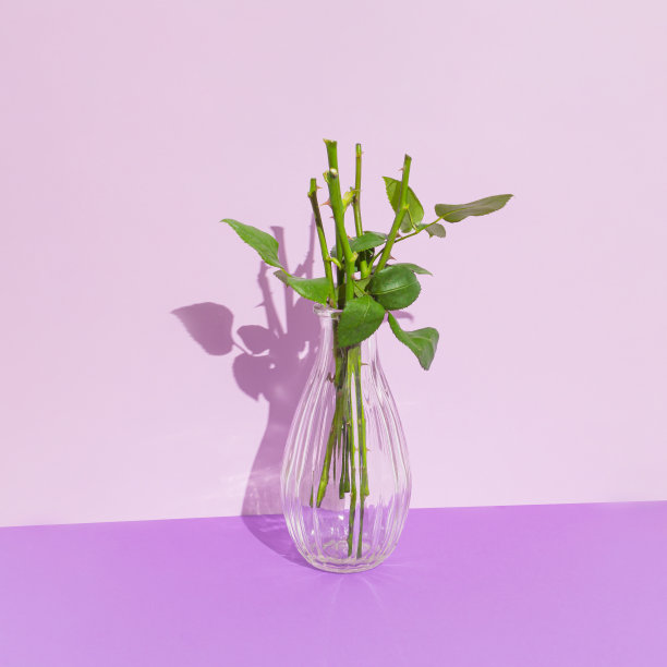 紫色背景上花瓶里的玫瑰和刺。黑暗的万圣节组成。图片下载