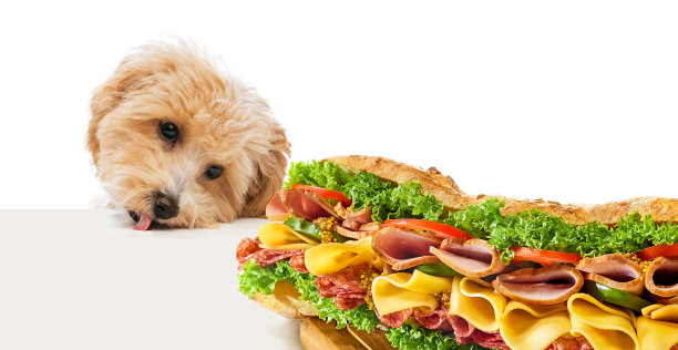 顽皮的小狗，小Maltipoo狗试图达到美味，美味的三明治，火腿，奶酪和生菜在白色的背景图片下载