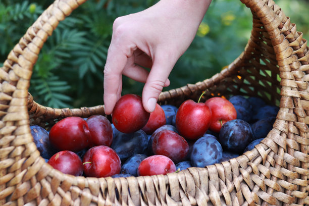 女孩的手把李子放进篮子里。水果收获图片下载