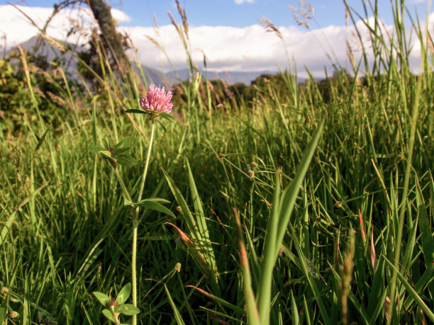 广角视角的红色三叶草花在日落图片下载