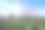 农业生态茶园中的樱花树图片下载