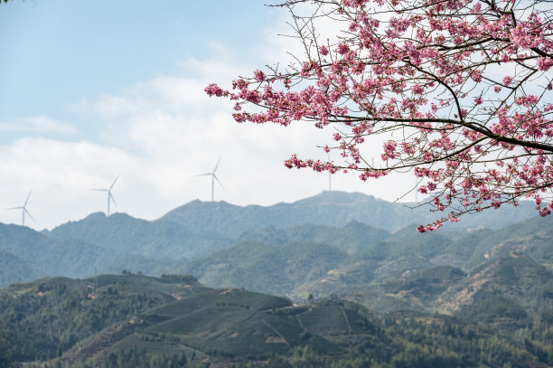 粉红色的樱花映衬着山的背景图片下载