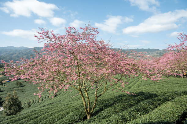 樱桃树和茶树混合的现代生态农业公园图片下载