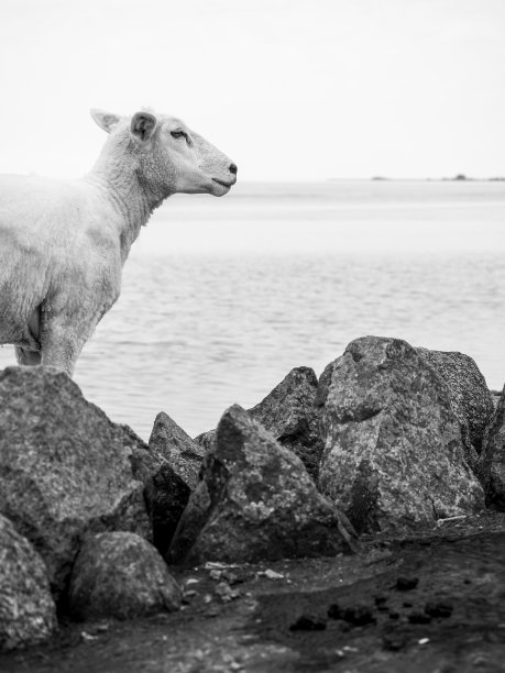 一只羊在德国北海海岸望着远方图片下载