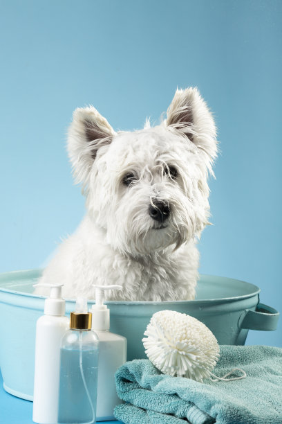 可爱的西部高地白梗洗澡后。狗在浴盆里裹着毛巾。宠物护理的概念。文本的地方图片下载