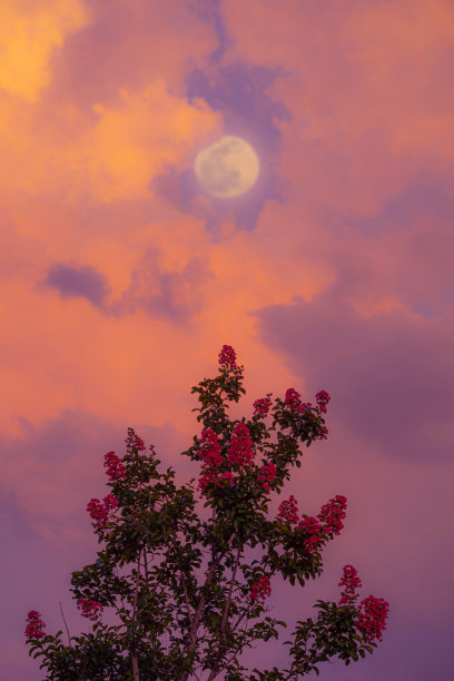 花和月亮图片下载