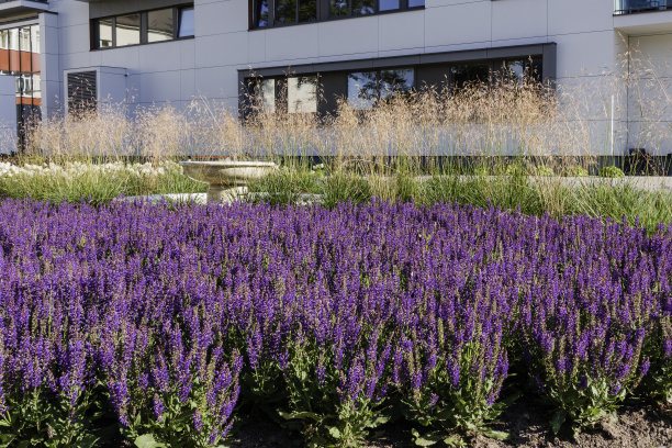 城市植物景观。鼠尾草是一种林地鼠尾草，在阳光明媚的日子里，在公寓楼前盛开图片下载
