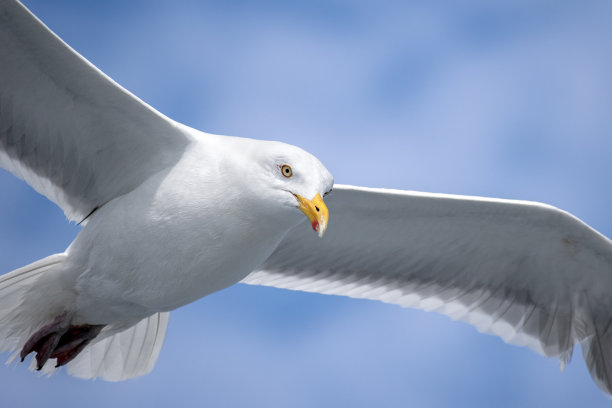 海鸥-飞行中的美洲青鱼鸥图片下载