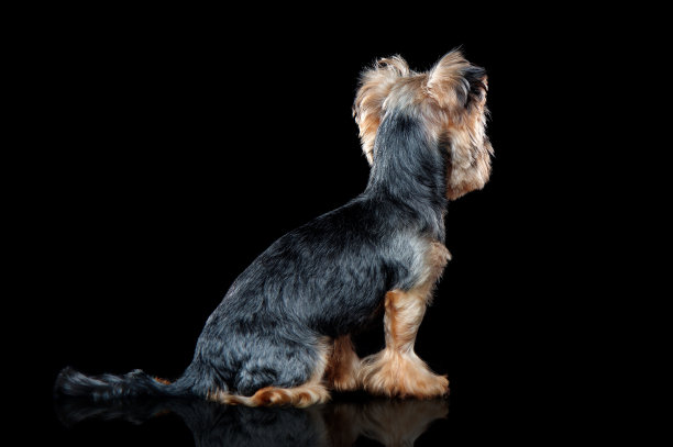 坐着的约克犬在黑色背景下回头看图片下载