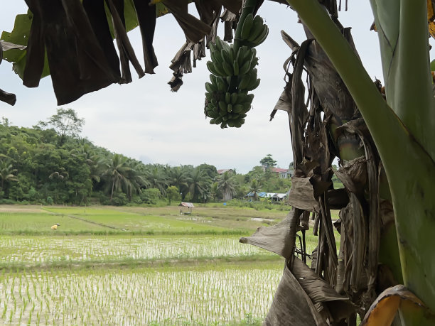 稻田里的各种绿色植物图片下载