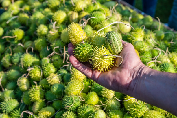 男性白人农民手里拿着绿色多刺的小观赏葫芦图片下载