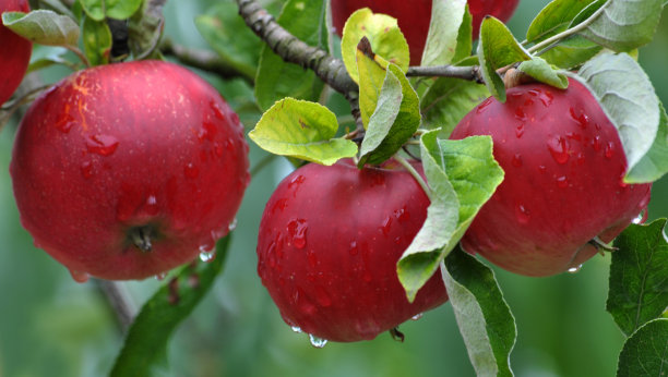 在一棵树的树枝上有红苹果图片下载