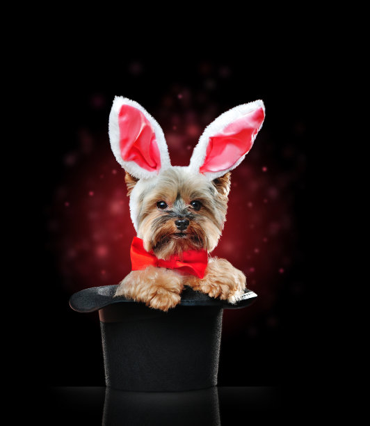 一只约克郡小狗像兔子一样坐在一个神奇的圆柱体里图片下载