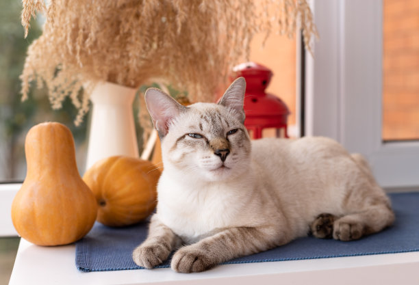 可爱的猫咪在窗边休息图片下载