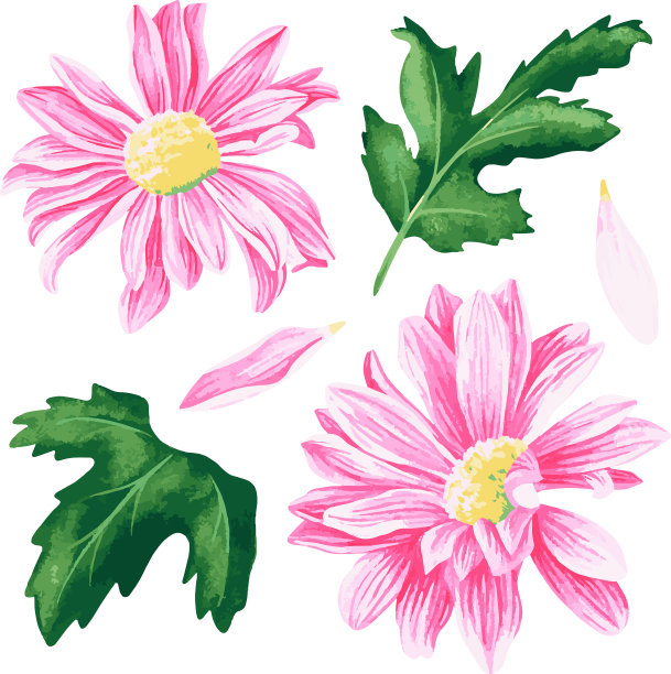 一组粉红色的菊花图片下载