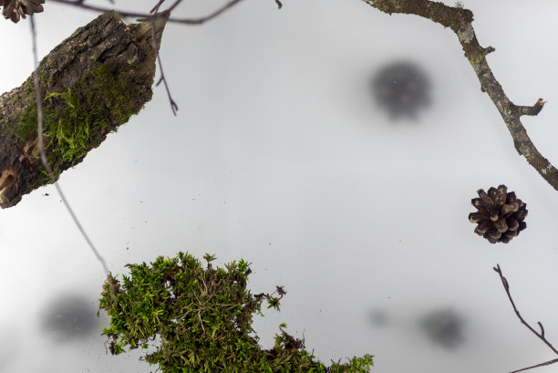 Kokedama是一种时髦的日本青苔球，是为穷人准备的盆景，是一种用青苔做成的带有粉红色花朵的灌木图片下载