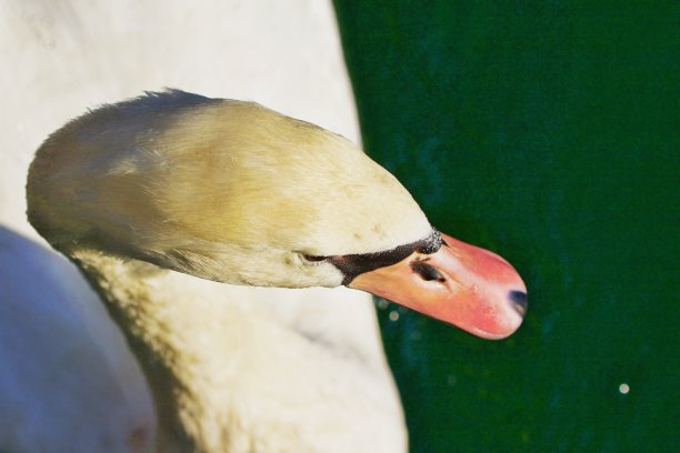 近距离观察天鹅头图片下载
