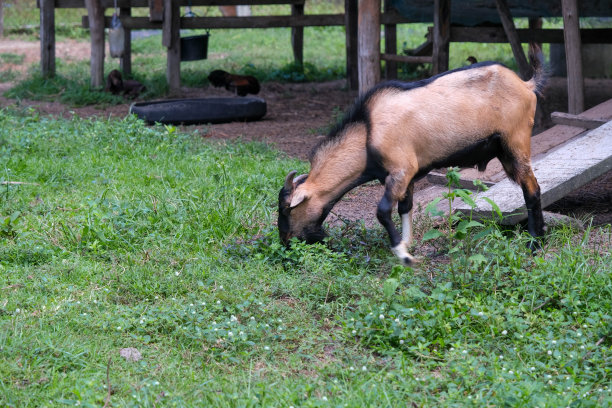 一只家山羊在农田的绿色牧场上吃草。乡下农场的一只山羊。图片下载
