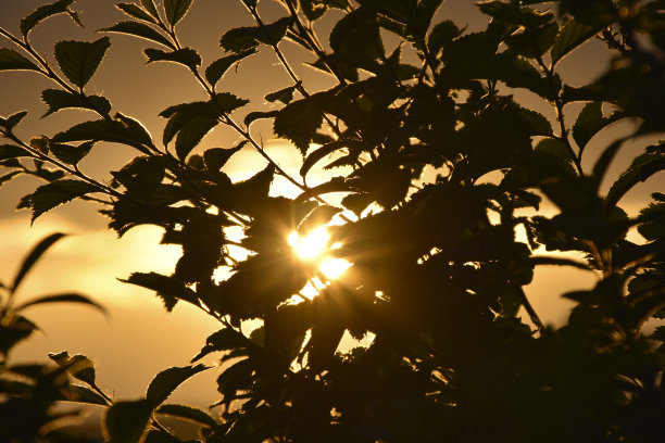 花园里的树叶在傍晚的阳光和蓝天的照耀下图片下载