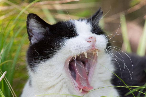 巨大的猫图片下载