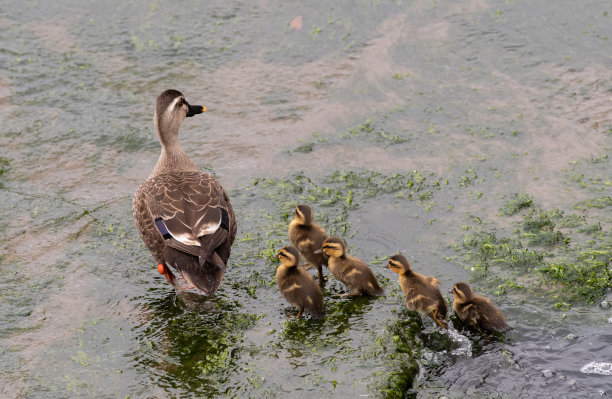 斑点鸭的父母和孩子图片下载