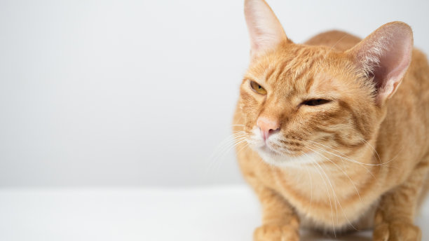 特写脸猫躺和看复制空间白色背景图片下载