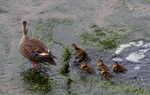 斑点鸭的父母和孩子图片下载