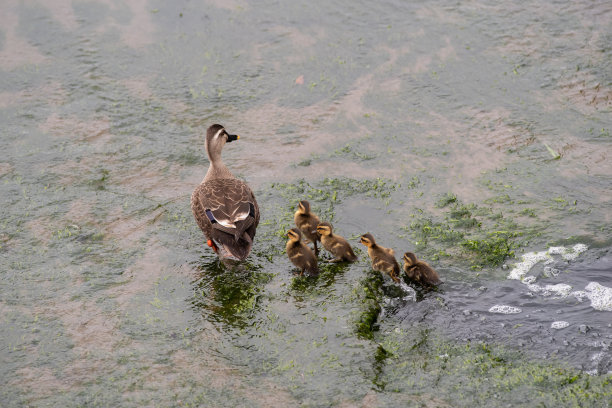 斑点鸭的父母和孩子图片下载