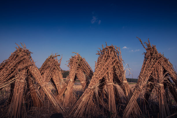 芝麻领域图片下载