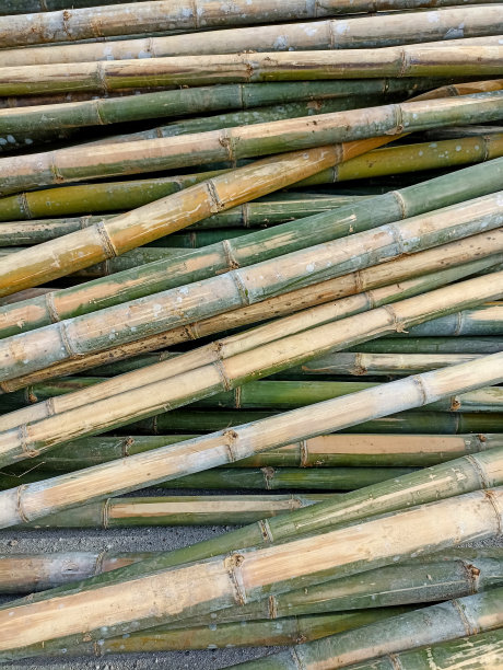 竹子自然抽象的图案或背景。图片下载