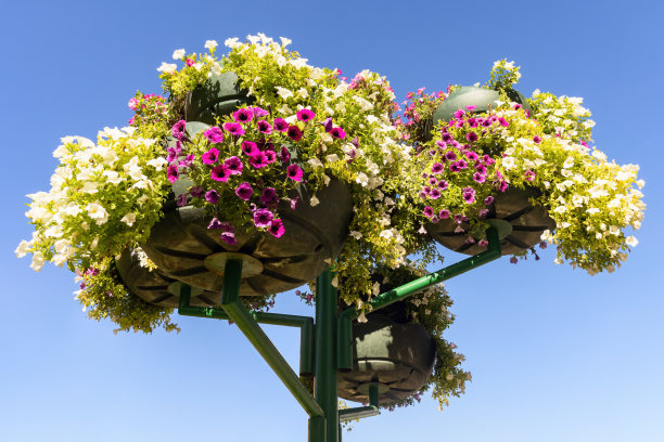 带悬挂花盆的街灯杆。粉红和白色的矮牵牛花。图片下载