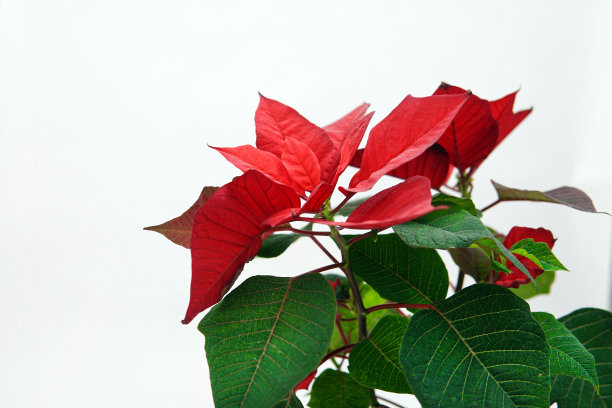 美丽的一品红。白色背景下的红色圣诞花图片下载