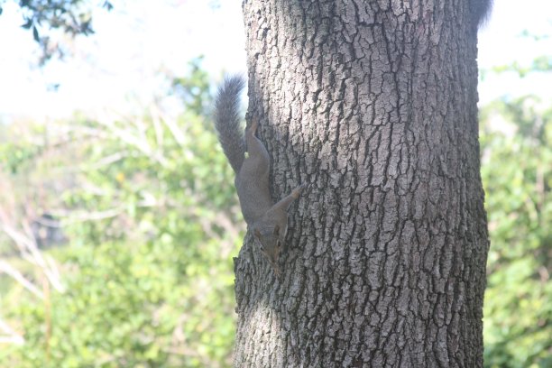 近距离看树上的松鼠图片下载