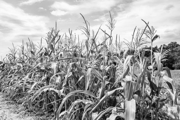 大型丰收玉米主题摄影图片下载