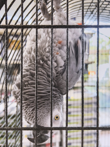 灰色的鹦鹉倒挂着图片下载