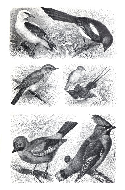 古董异国鸟类收藏。鸟类字符孤立。收藏快乐小鸟壁纸。手绘复古插图。鸟类的海报。热带古鸟收藏。金凤花和异食癖还有灰蝇和粗蚕图片下载