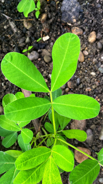 花园里的花生，有着美丽的叶子图片下载