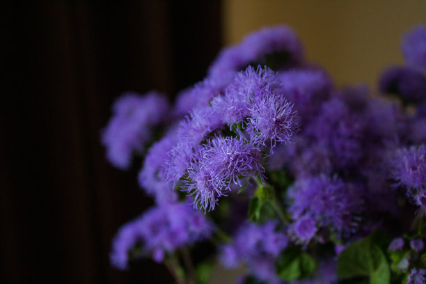 Ageratum houstonium，通常被称为flossflower, bluemink, blueweed, pussy foot或mexico paintbrush，是一种凉爽季节的一年生植物，通常用作花园的床上植物图片下载