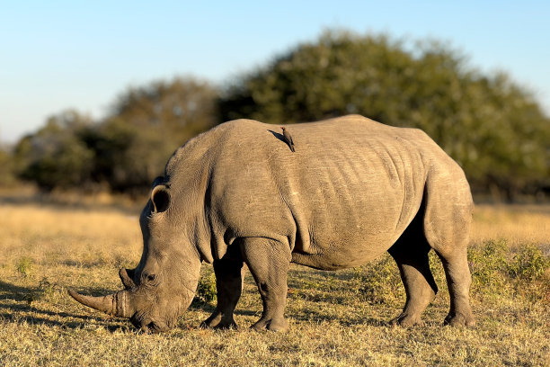 非洲白犀牛在南非野生动物保护区吃草-库存照片图片下载