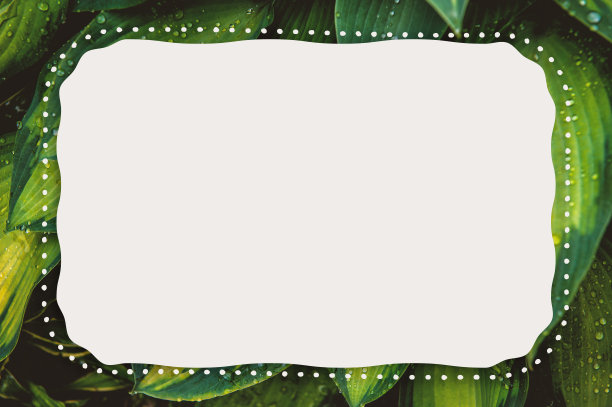 抽象的自然背景与绿色植物的叶子和创造性的框架图片下载