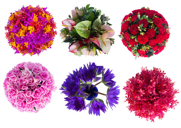 许多种类的花图片下载