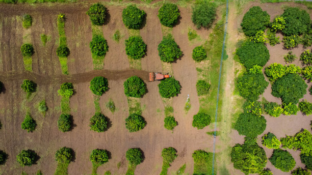 航拍的拖拉机犁地在种植园。热带国家农业或种植区的美丽风景。图片下载