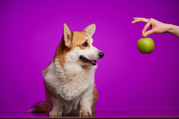 一只可爱的彭布罗克威尔士柯基犬看着一位女士手上的绿苹果。图片下载