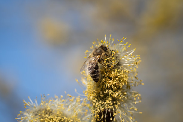 春天，一只蜜蜂坐在小柳树的柳絮上图片下载