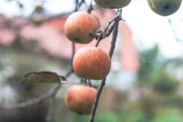 一个红色有机苹果的细节，准备秋收在9月和10月。国家苹果园图片下载