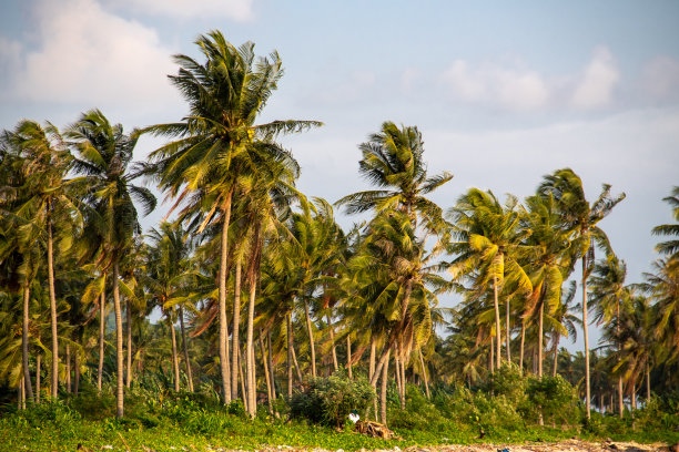 椰子树图片下载
