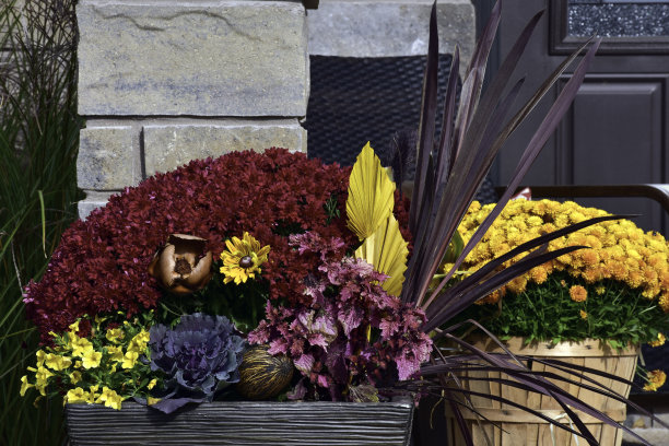 秋天的容器园艺在家里。图片下载