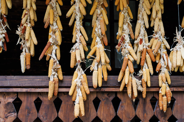 干燥的玉米棒悬挂在乡村墙壁上图片下载