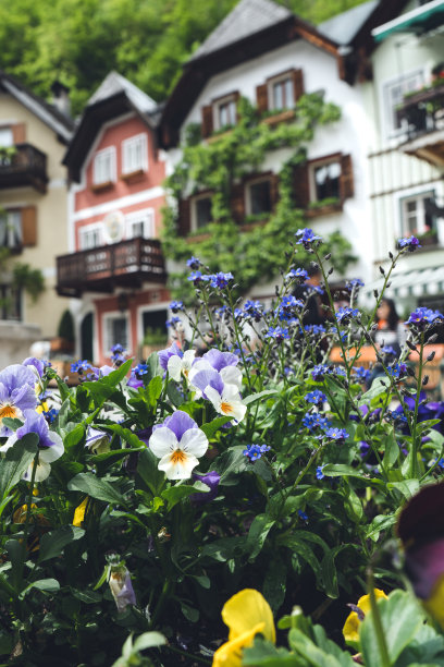 奥地利的哈尔斯塔特。山上五颜六色的房子被森林和鲜花环绕。在一个阳光明媚的日子里，舒适的酒店在山上。花朵以彩色房屋为背景。图片下载